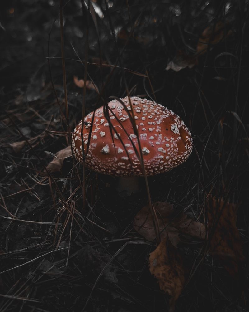 Photograph by Дарья Макаревич