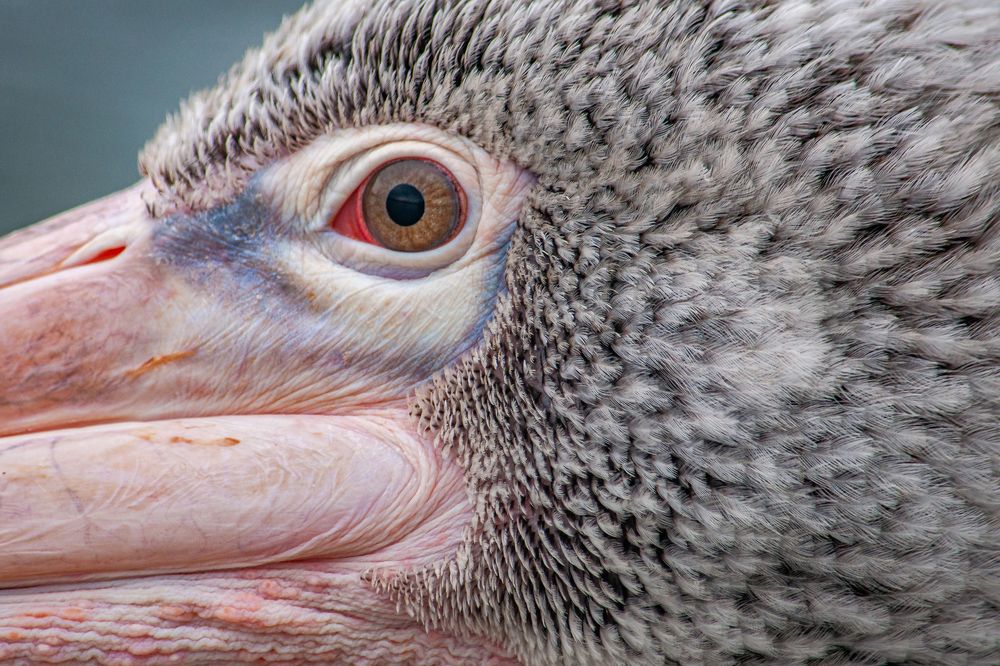 Photograph by Chamara Sulakkhana Polwatta Siriyalage