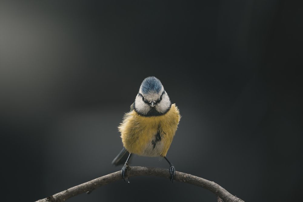 Photograph by de Franzoni Thomas