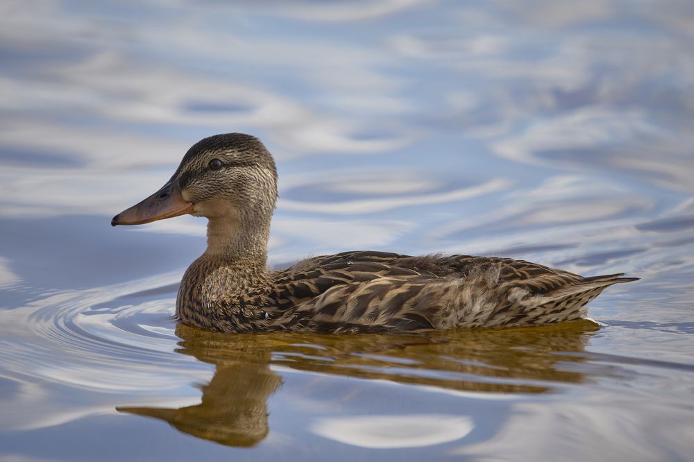Photograph by Виктория Ахмылова