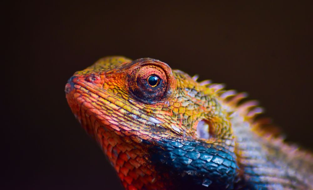 Photograph by Arindam Sahoo