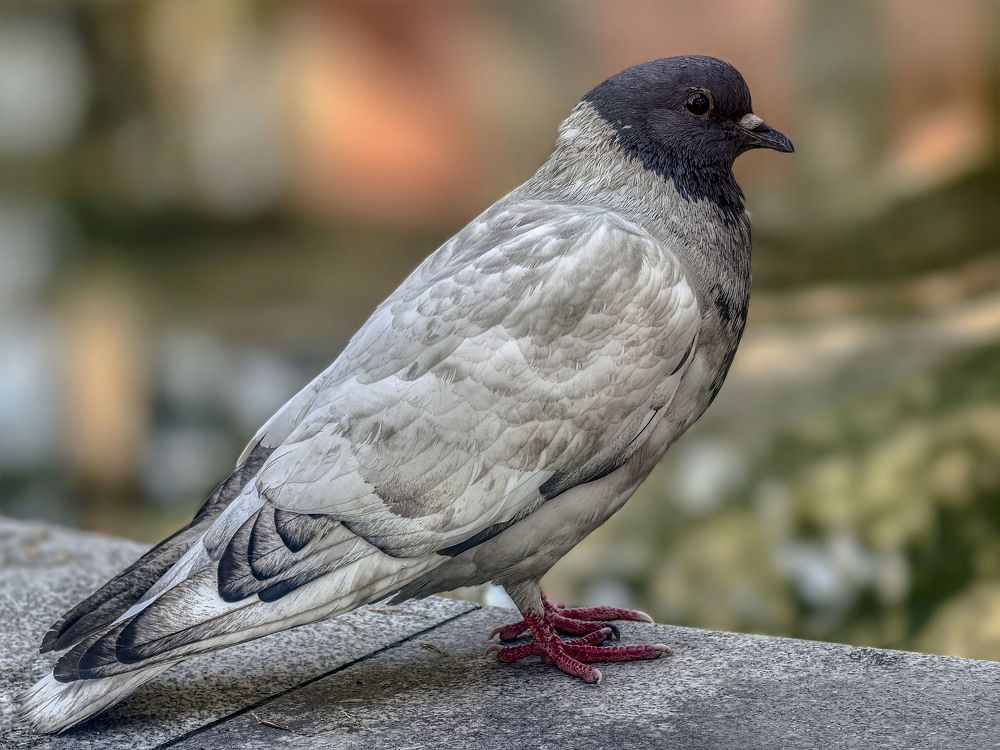 Photograph by Сергей Балашов