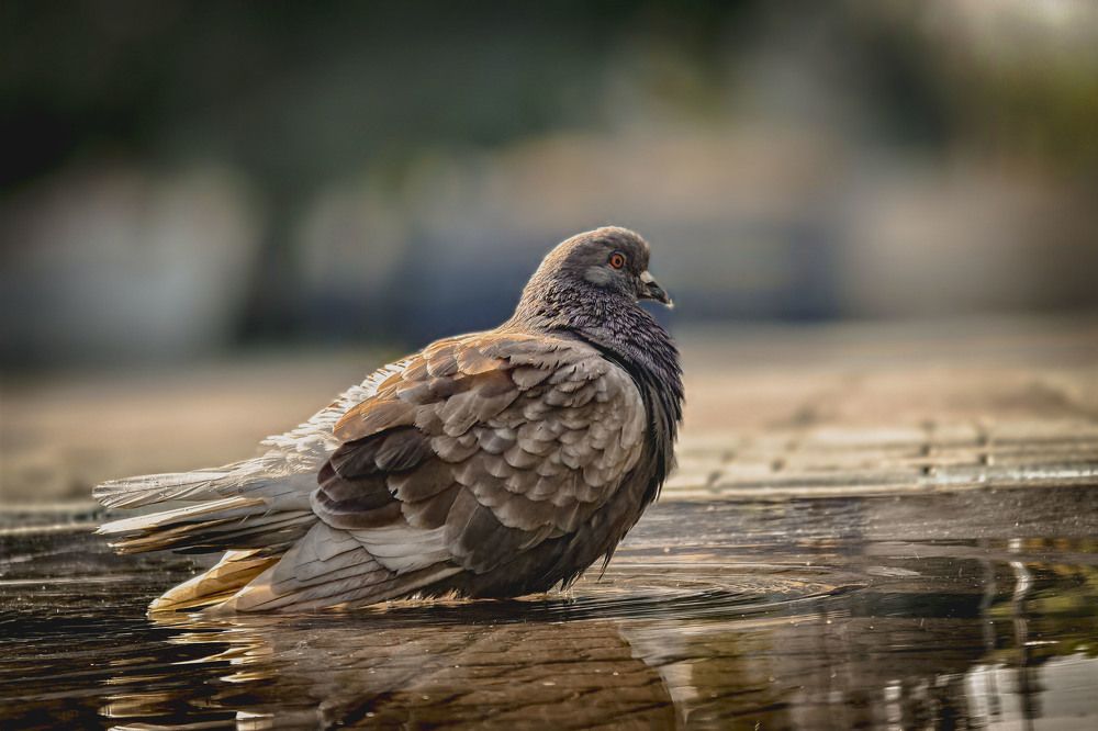 Photograph by Сергей Балашов