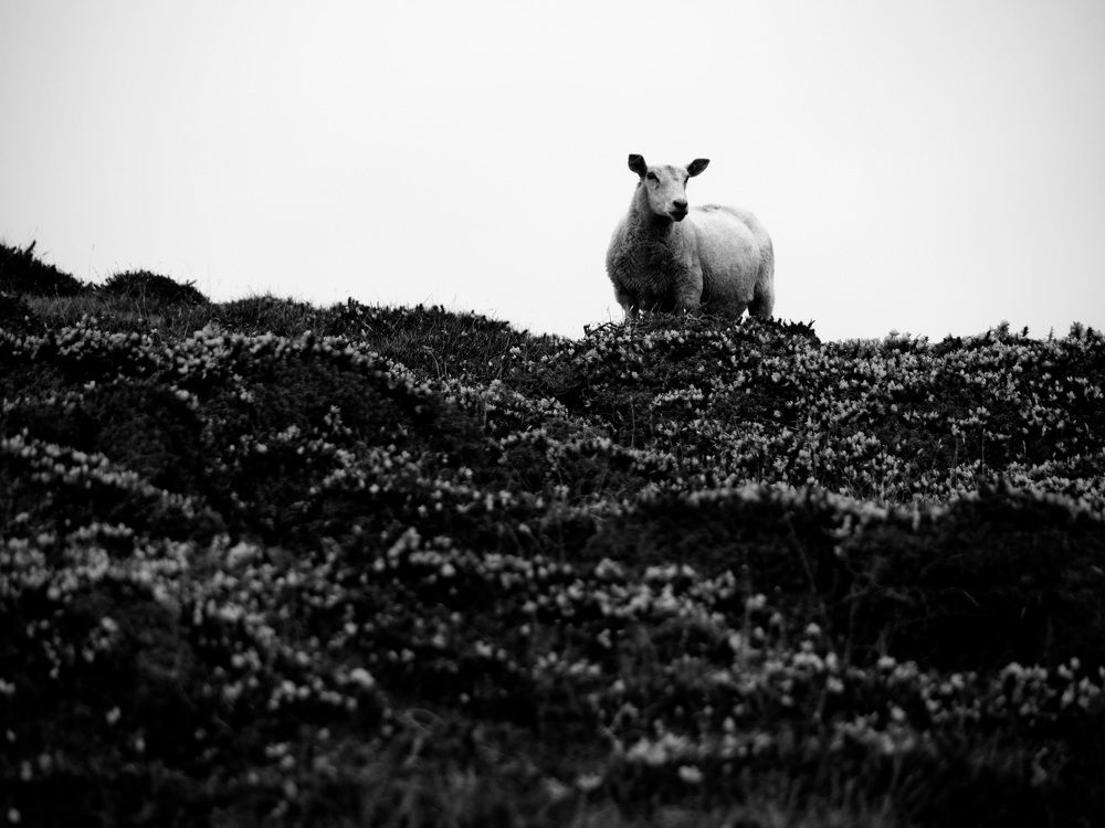 Photograph by Francesca Falgari