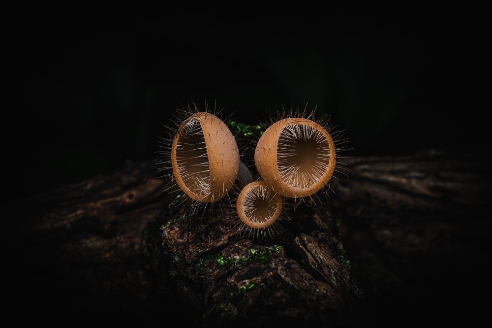 Photograph by Hardik Shah