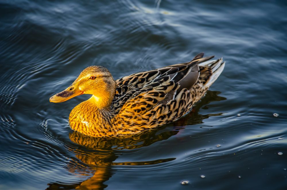 Photograph by Юлиана Иванова