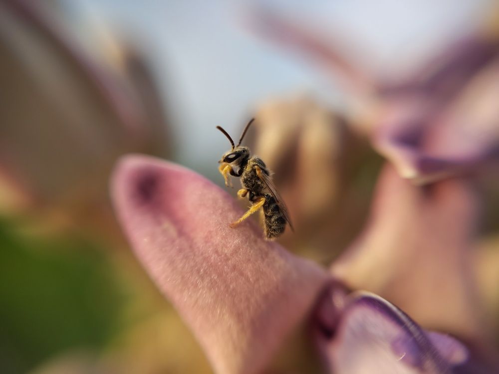 Honey lover