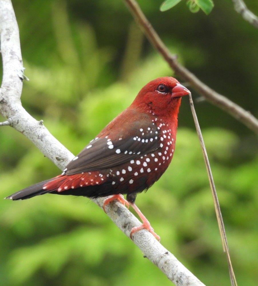 Red avadavat