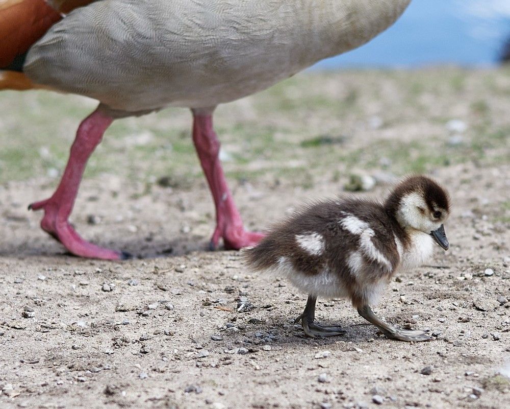 Фотография автора Ekaterina Palant