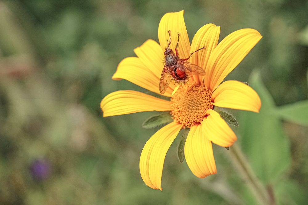 FLY STANDING ON A FLOWER