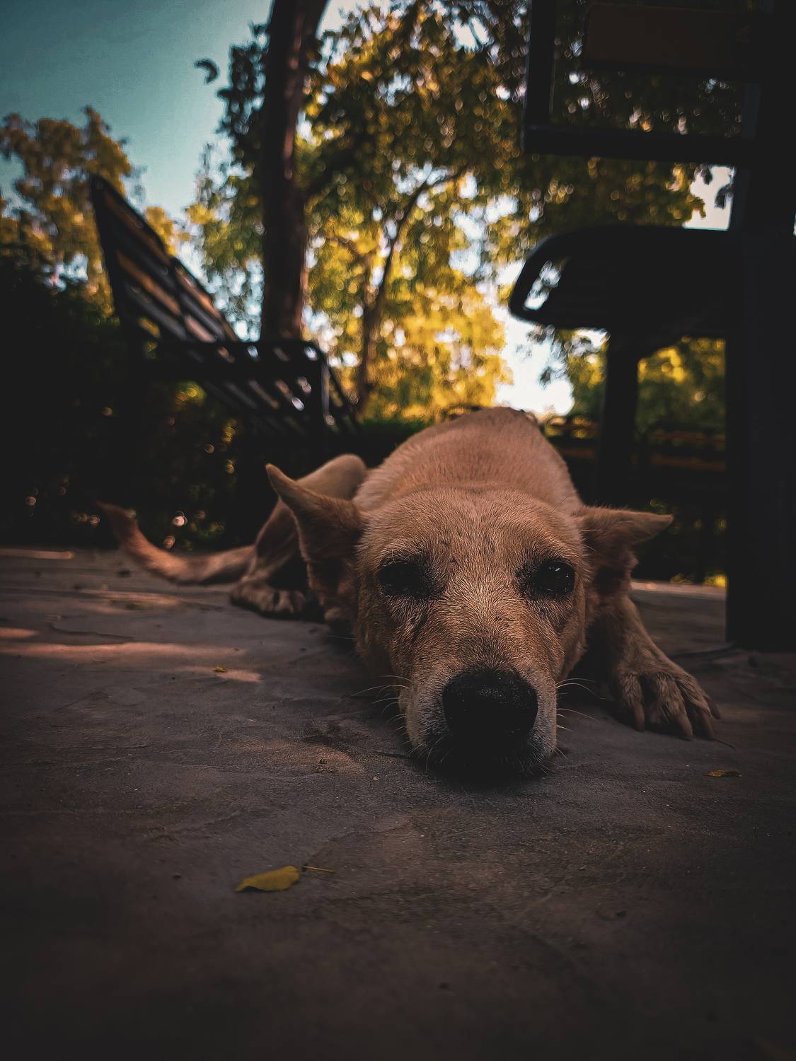 Photo #11108036
