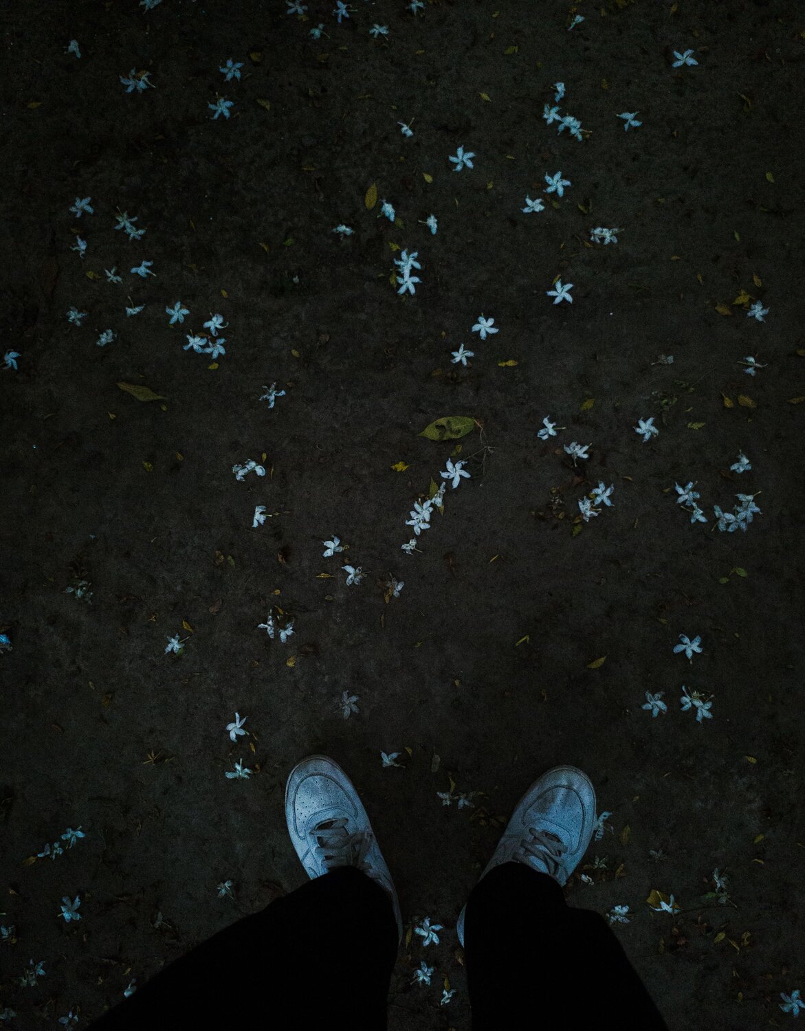 Photo #11108045