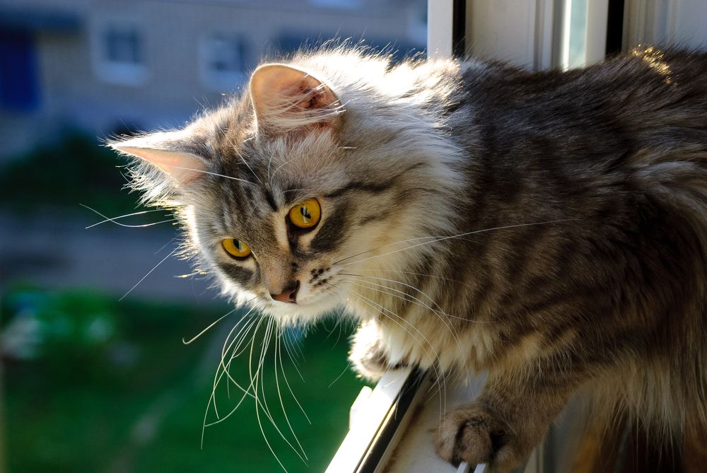 На чеку во все усы