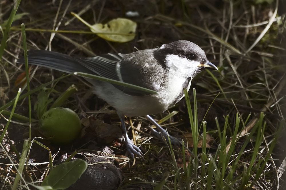 Photograph by Алексей Парамонов