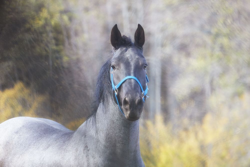 на лугу пасутся ко......