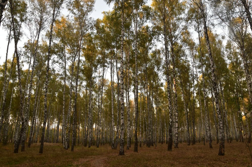 Photograph by Dimon Grinih