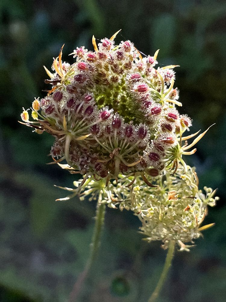 Фотография автора Ольга Каминская