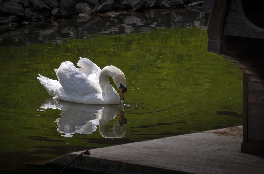 Гляжусь в тебя, как в зеркало