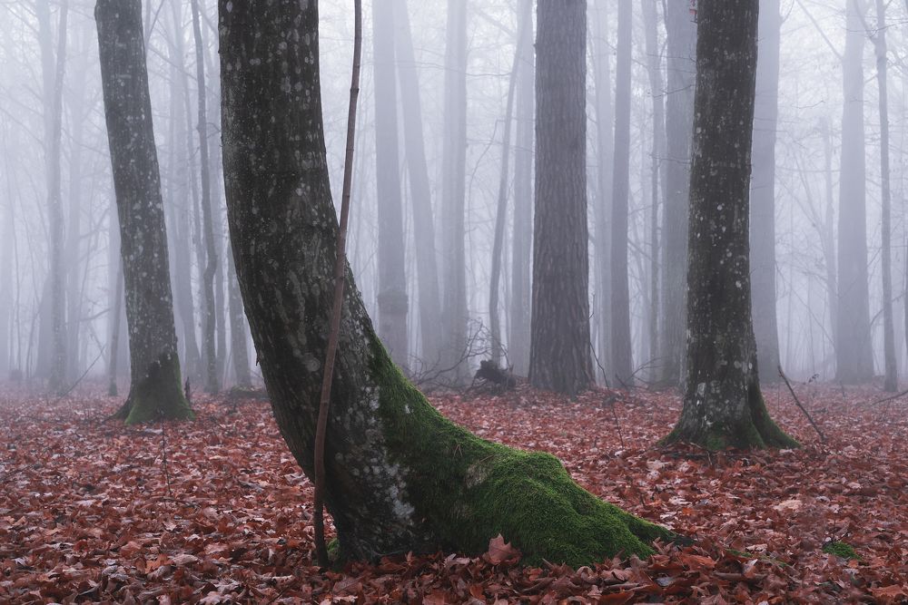 Туманный лес ноября