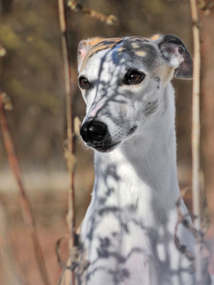 Теневые узоры