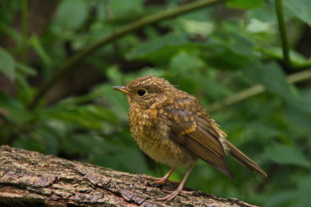 Photograph by Алексей Бородинов