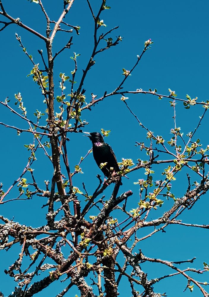 Фотография автора Джаф