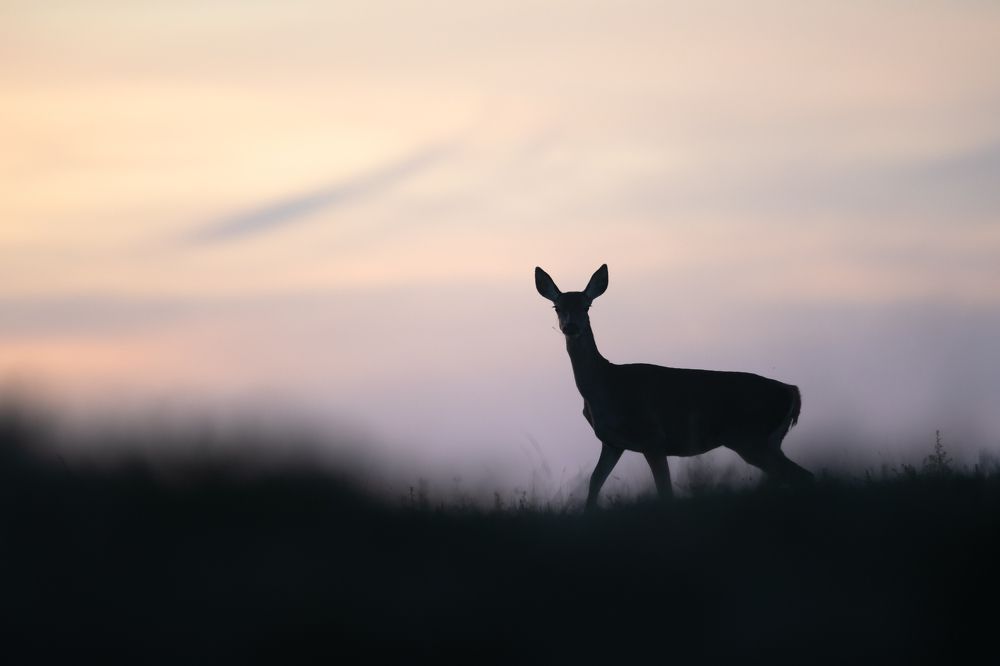 Photograph by Nuno Alexandre Candido