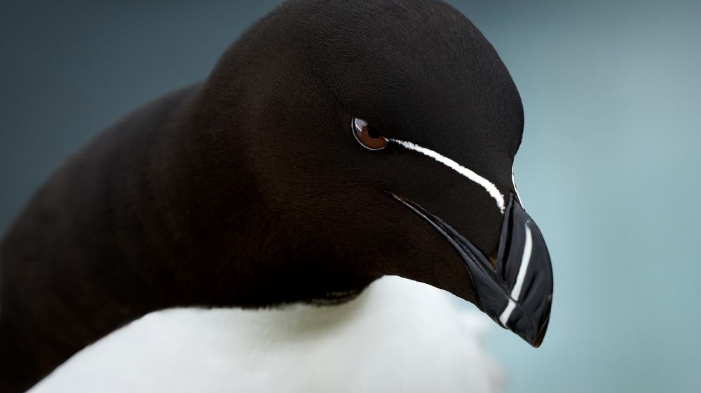 Photograph by Николай Мироненко