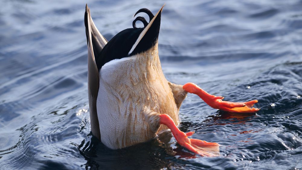 Photograph by Николай Мироненко