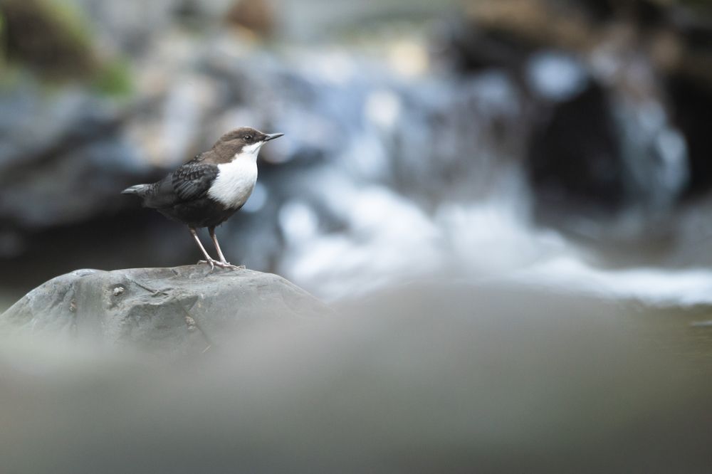 Photograph by Nuno Alexandre Candido