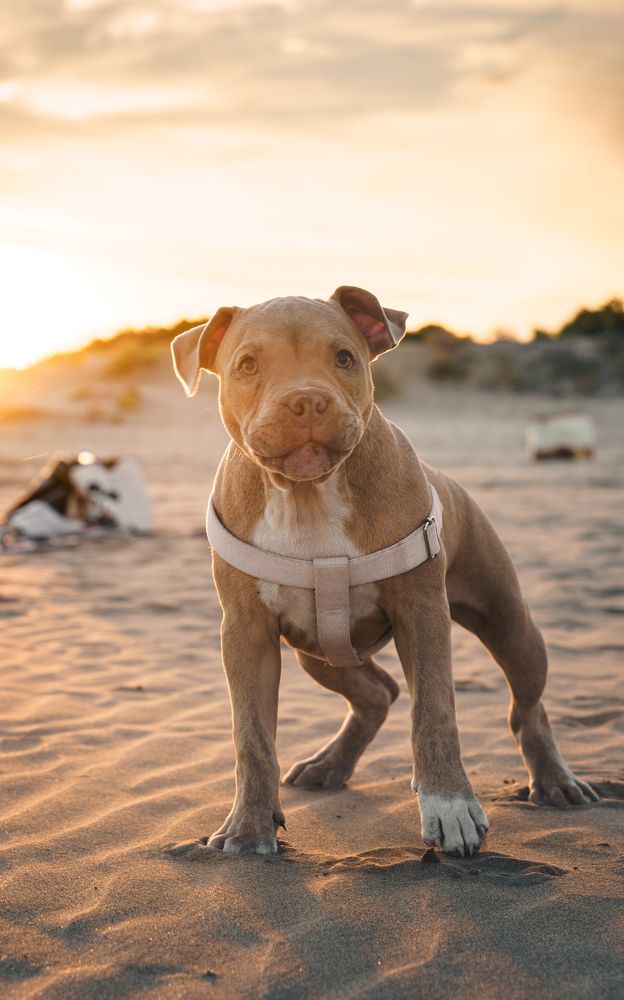 Фотография автора Andrey Yakushev