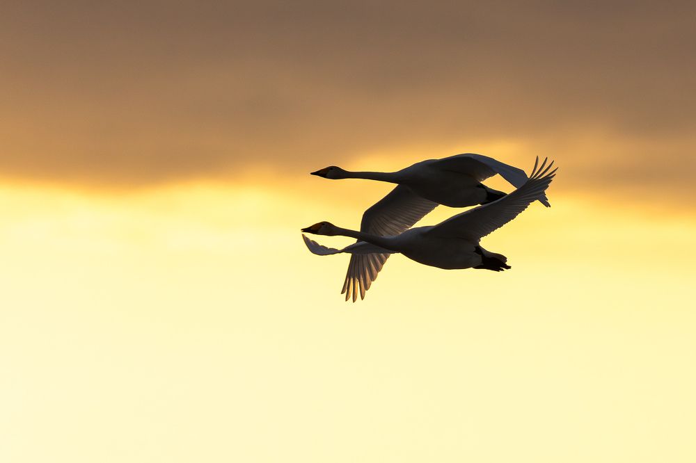 Минимальная дистанция