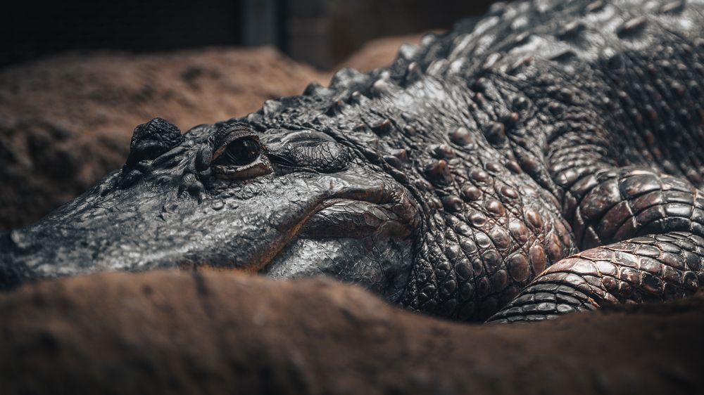 Фотография автора Andrey Yakushev