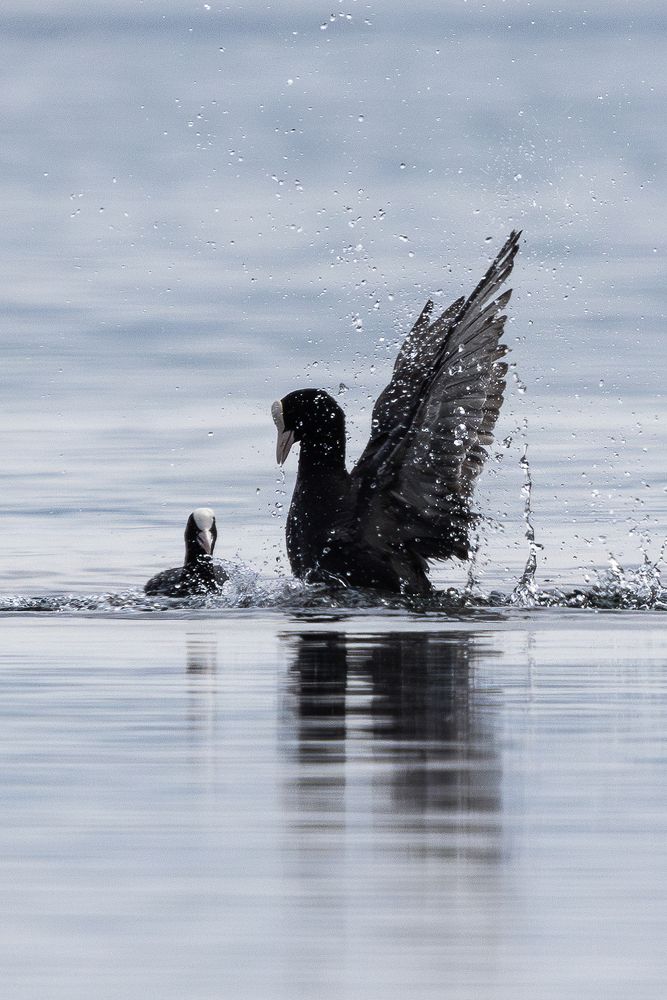 Практически лебедь