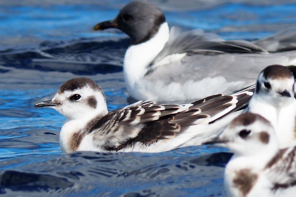 Photograph by Сергей Пушкин