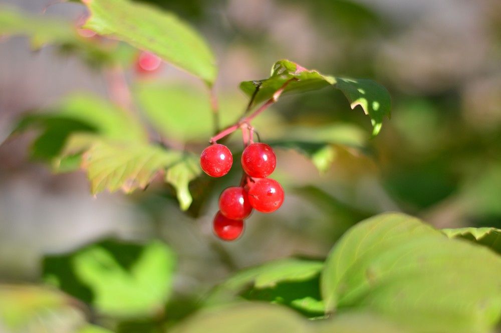 Photograph by Olga Mishenina