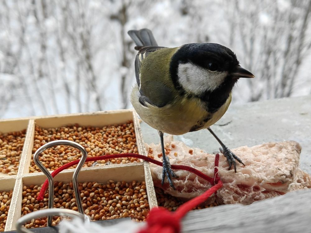 Фотография автора Sparc-jr