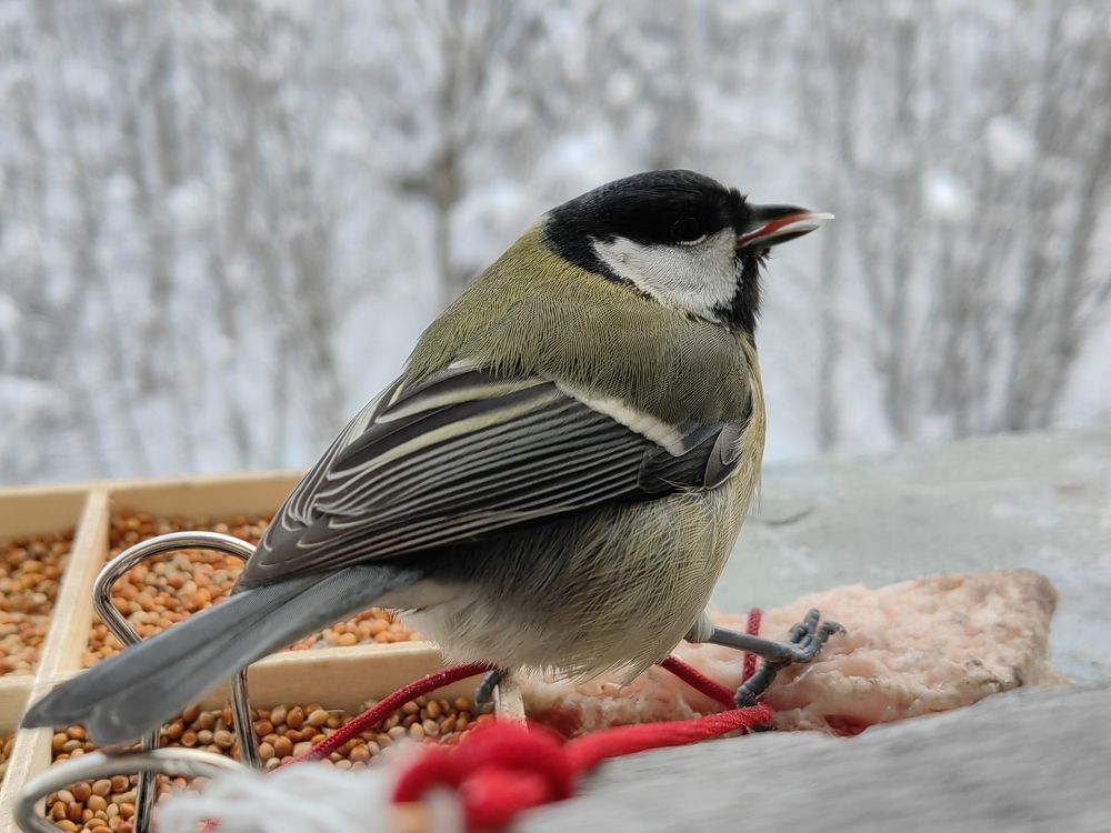 Фотография автора Sparc-jr