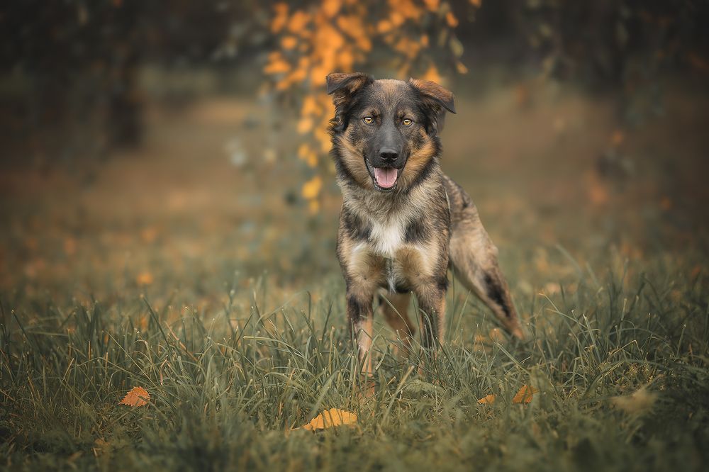 "Догоняя радость"