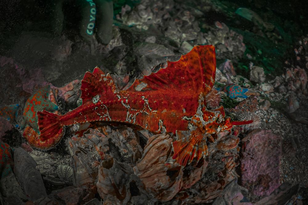 Фотография автора Павел Лапшин