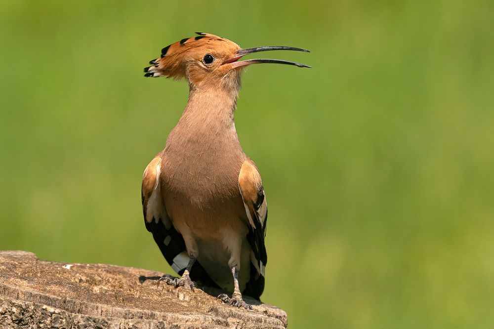 Фотография автора Faller Tamás
