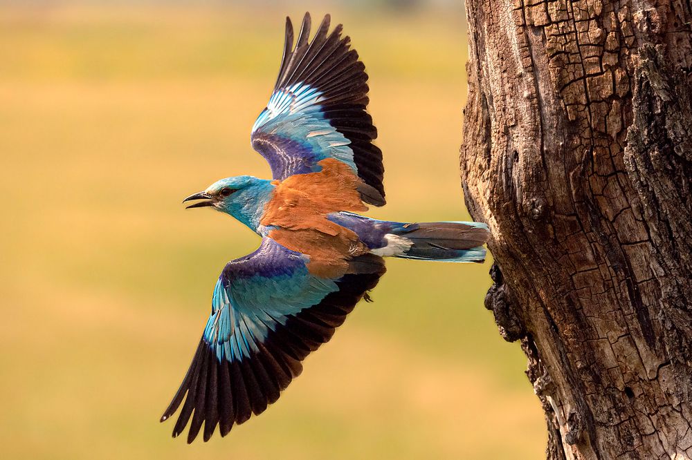 Фотография автора Faller Tamás