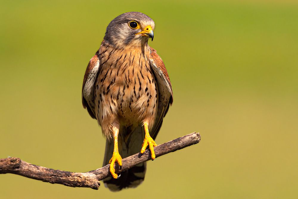 Фотография автора Faller Tamás