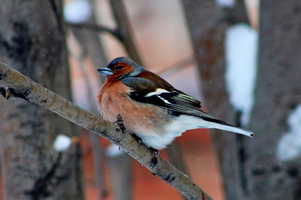 Фотография автора фотокружок "Мир в объективе" ГПОУ "ПСТ"
