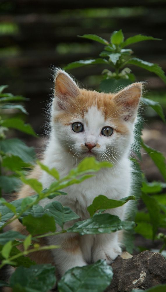 Наблюдающий котёнок