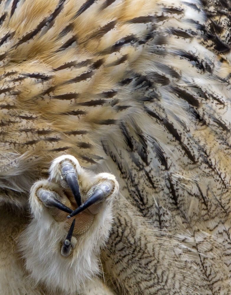 Photograph by Татьяна Раковская