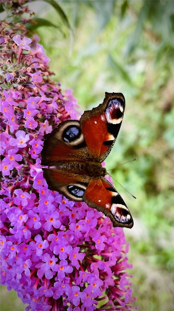 Фотография автора Ольга Каминская