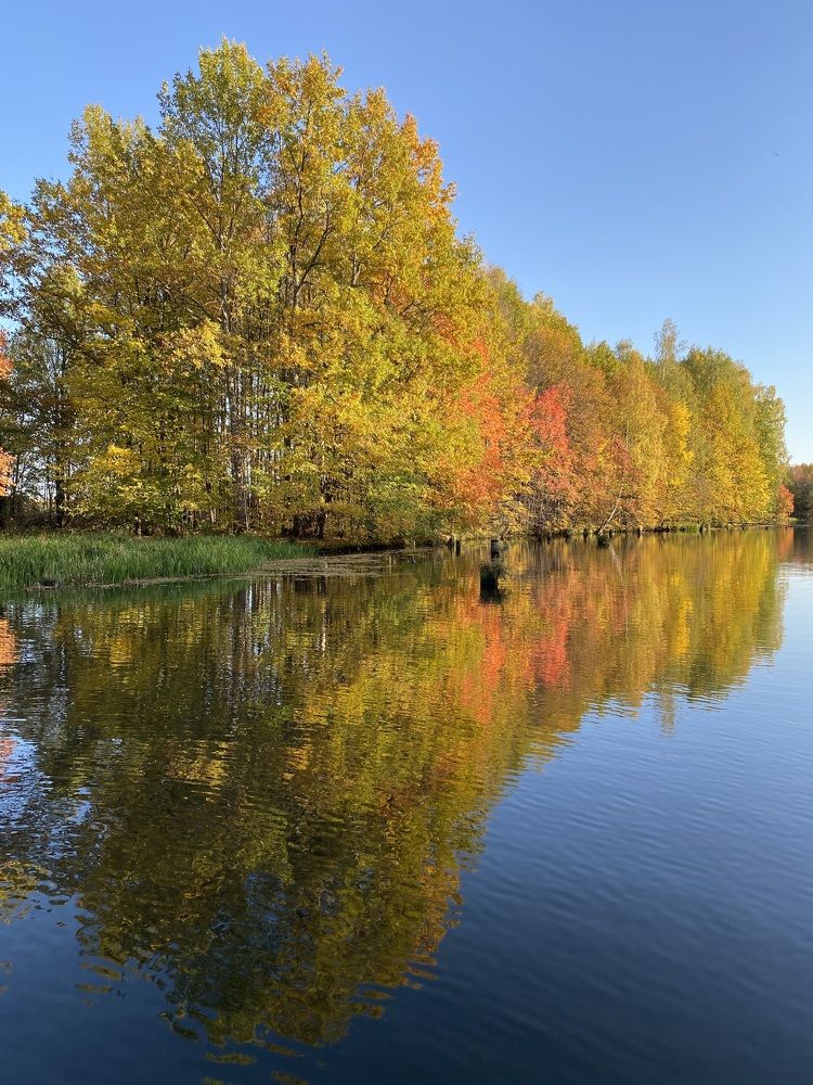 Отражение осени