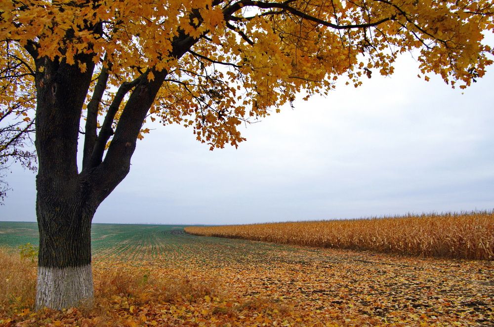 Photograph by Анатолий Святой