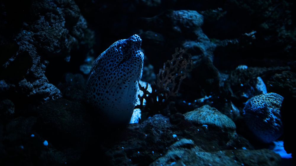 Чешуйчатый охотник